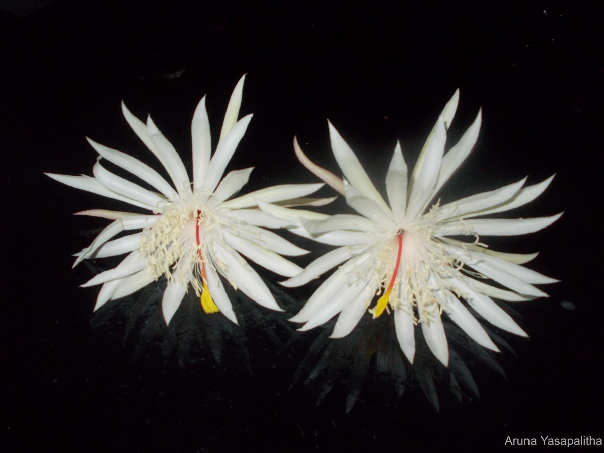 Epiphyllum hookeri Haw.